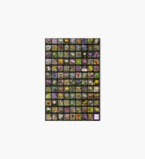 2017 Spring Arizona Wildflowers Art Board