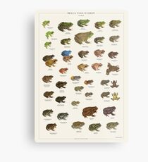 Frogs & Toads of Europe Metal Print