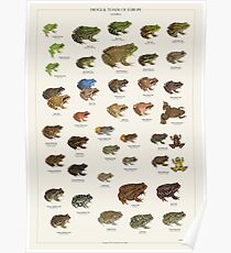 Frogs & Toads of Europe Poster