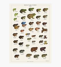Frogs & Toads of Europe Photographic Print