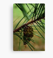 Coniferous Canvas Print