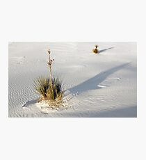 Soap Tree Yucca Photographic Print