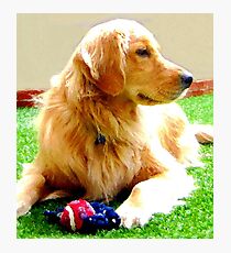 Golden Retriever Photographic Print