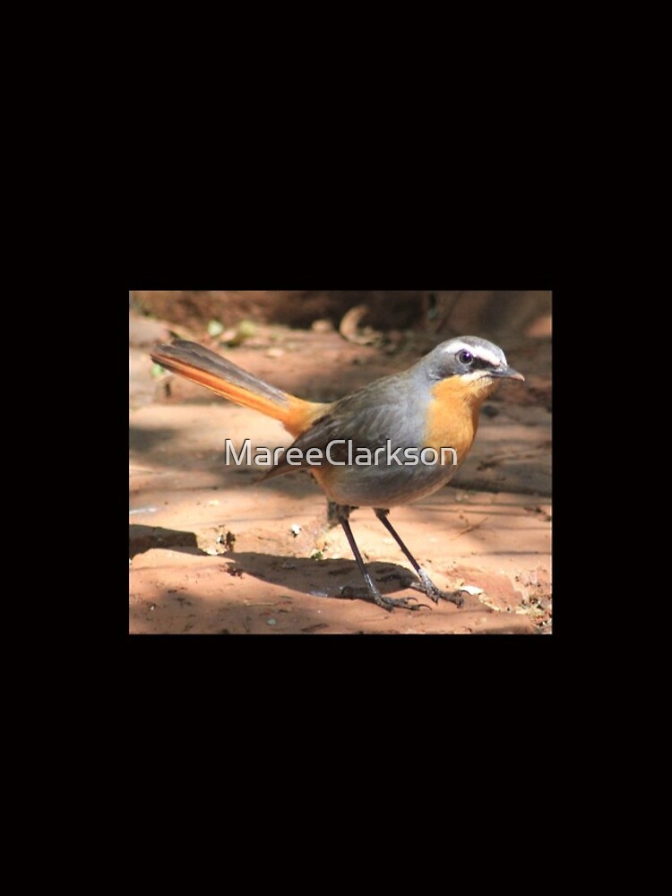 Cape Robin giving me the eye by MareeClarkson