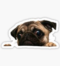 PEEK EIN PUG Sticker