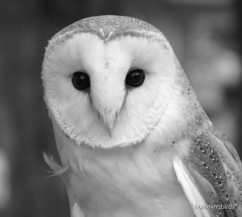 "Curious Barn Owl (b&w)" by hummingbirds | Redbubble