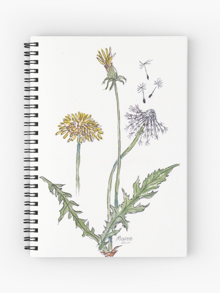 Botanical Illustration Dandelion Botanical Drawing