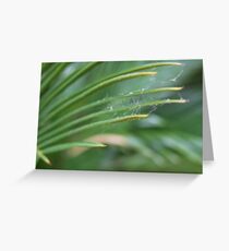 Spiderwick Greeting Card