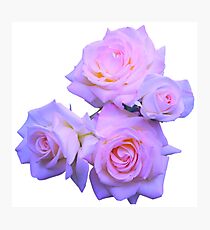 Roses Photographic Print
