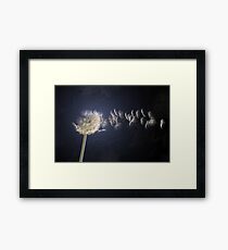 Dandelion Framed Print