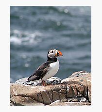 Puffin Photographic Print