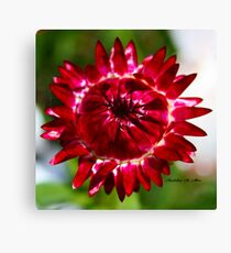 Floating Strawflower Canvas Print