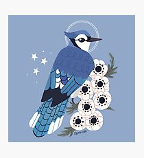 Familiar - Blue Jay Photographic Print