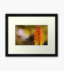 orange Framed Print