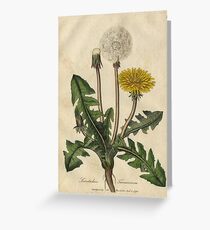 Vintage Botanical Dandelion Greeting Card