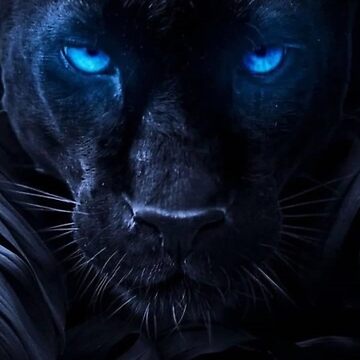 black panther blue eyes Photographic Print by conection