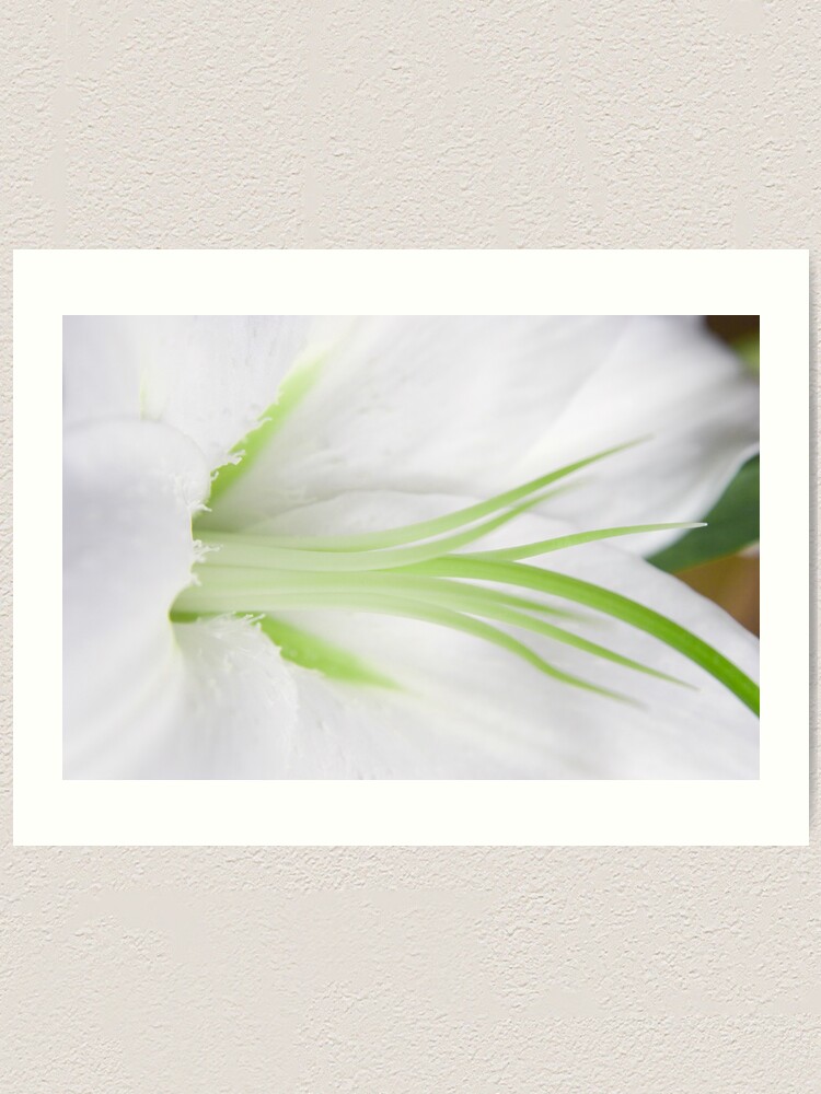 Alternate view of tentacules Art Print