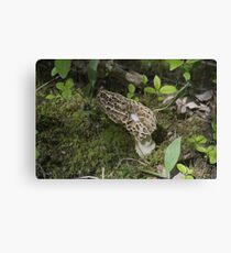 It's a morel issue Canvas Print