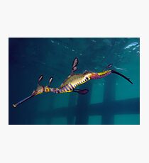 Flinders Fashion Photographic Print