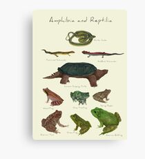 Amphibians and Reptiles Canvas Print