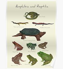 Amphibians and Reptiles Poster