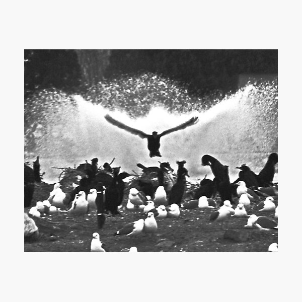 Fountain Birds Photographic Print