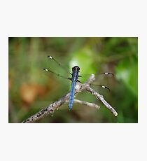 Perched Photographic Print