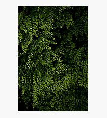 Small leaves. Photographic Print