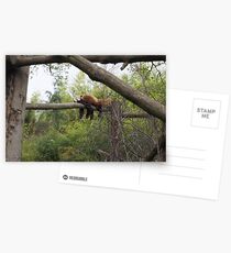 Red Panda Chillin Postcards