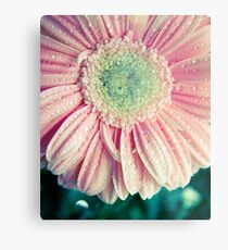 Daisy Gerbera Metal Print