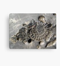 fossil Metal Print
