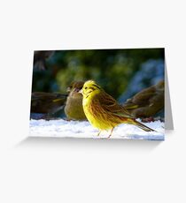Glad the sun came out! - Yellow Hammer - NZ - Southland Greeting Card