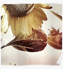 Penticton Sunflowers Poster