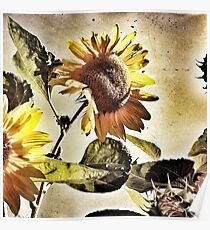 Penticton Sunflower Poster