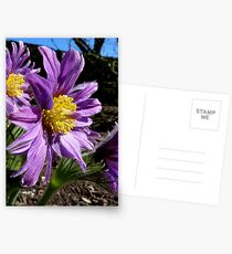 The Colour Lilac- Michaelmas Daisy - Southland Postcards