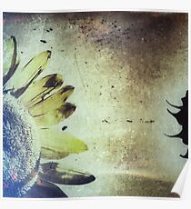 Penticton Sunflower Poster