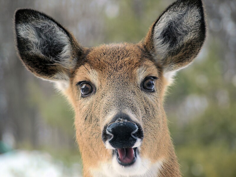 "Faces of Deer Series #1" by JThill | Redbubble