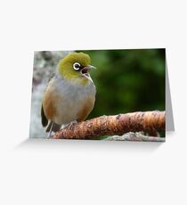 Are you LISTENING!! - Silvereye - NZ - Soutland Greeting Card