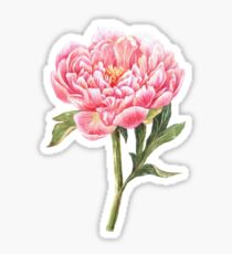 Peony watercolor. Sticker