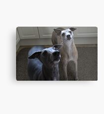 Ruby and Indie Metal Print