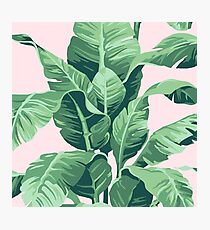 Lámina fotográfica Beverly Hills hoja de palma plátano rosa Print