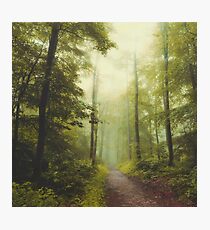 Long Forest Walk Photographic Print