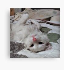Silly kitty Canvas Print