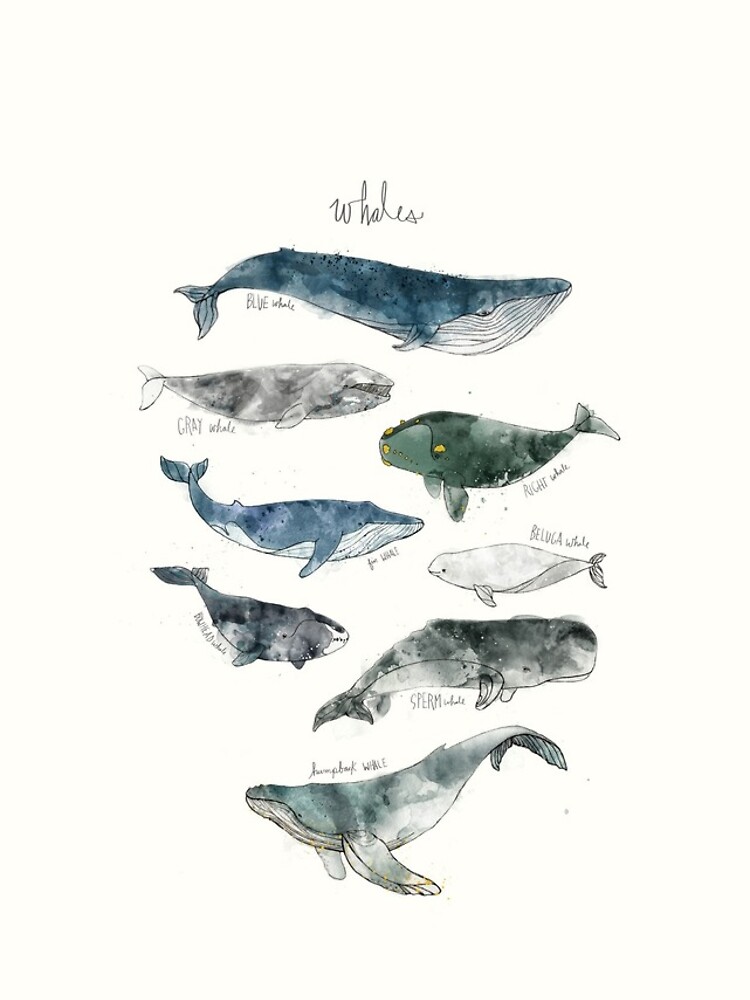 Whales by AmyHamilton