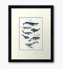 Whales Framed Print