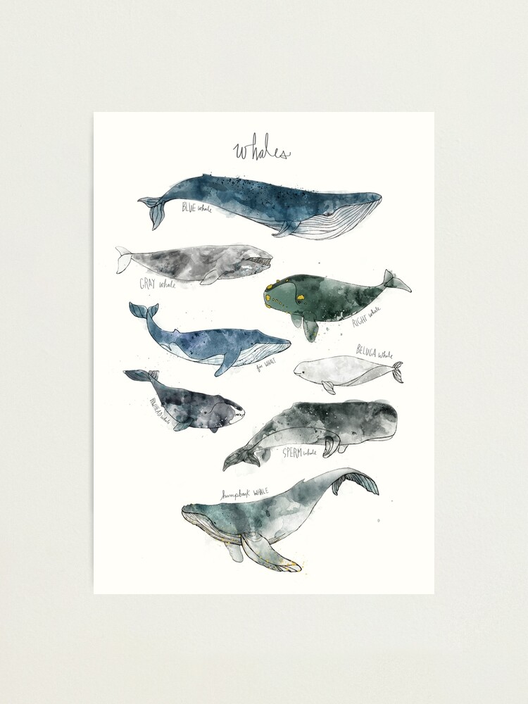 Alternate view of Whales Photographic Print