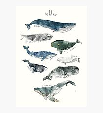 Whales Photographic Print