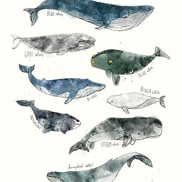 Artwork thumbnail, Whales by AmyHamilton