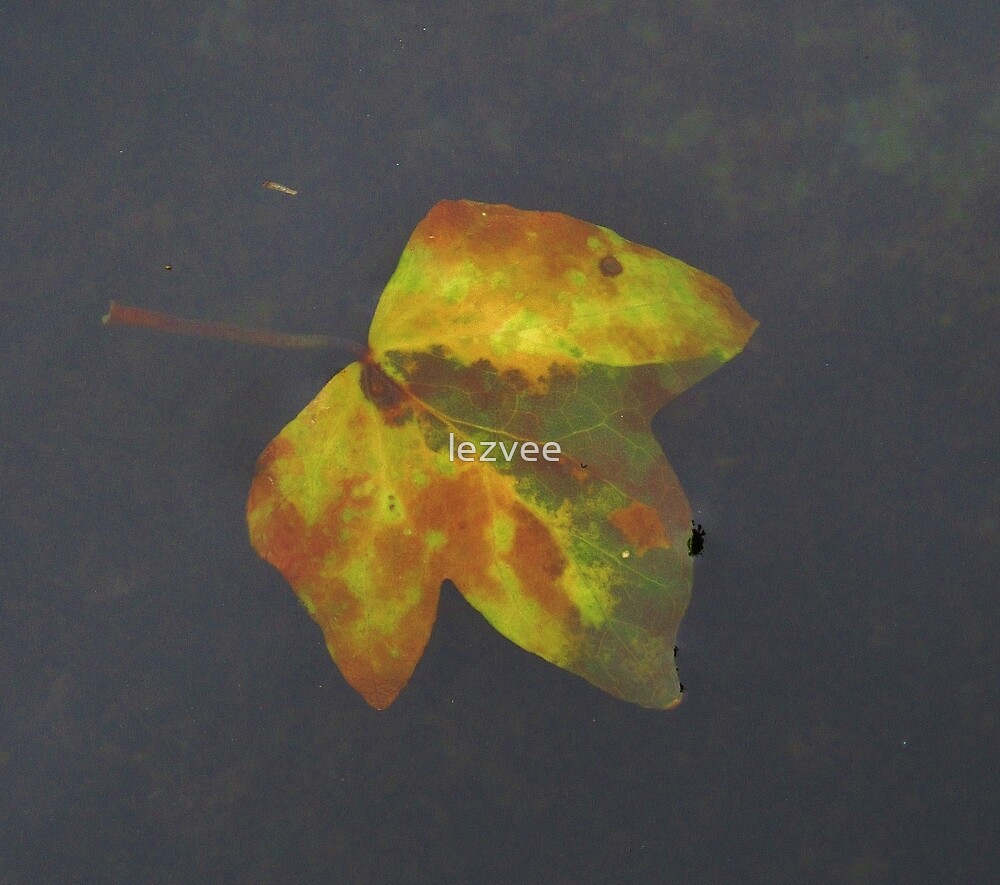 "Floating Leaf" by lezvee Redbubble