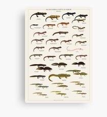 Salamanders & Newts of Europe Canvas Print